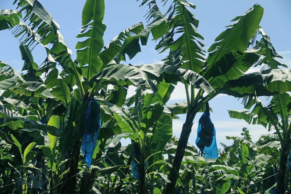 Bananenplantagen