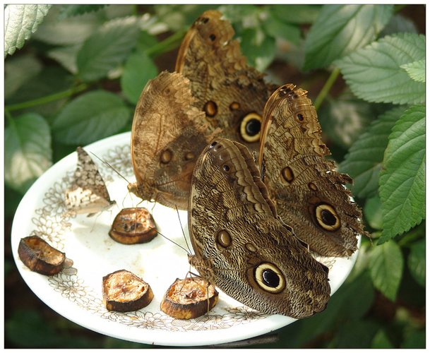 Bananensplit des Papillons