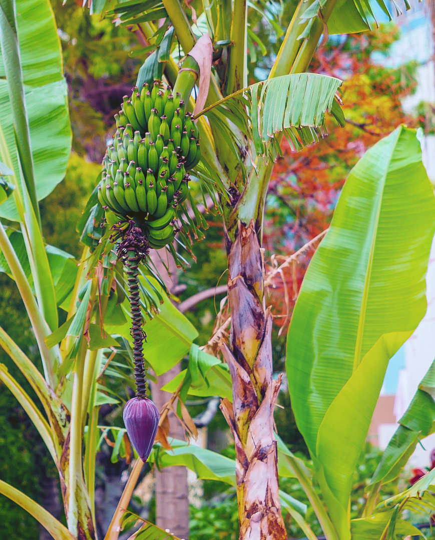 Bananenstaude