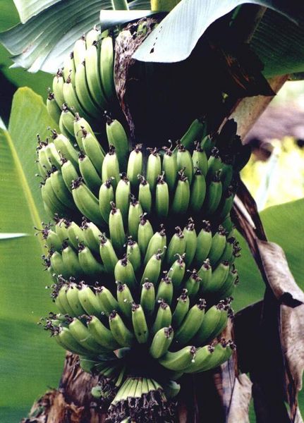 Bananenstaude Foto Bild Pflanzen Pilze Flechten Fruchte Und Beeren Natur Bilder Auf Fotocommunity