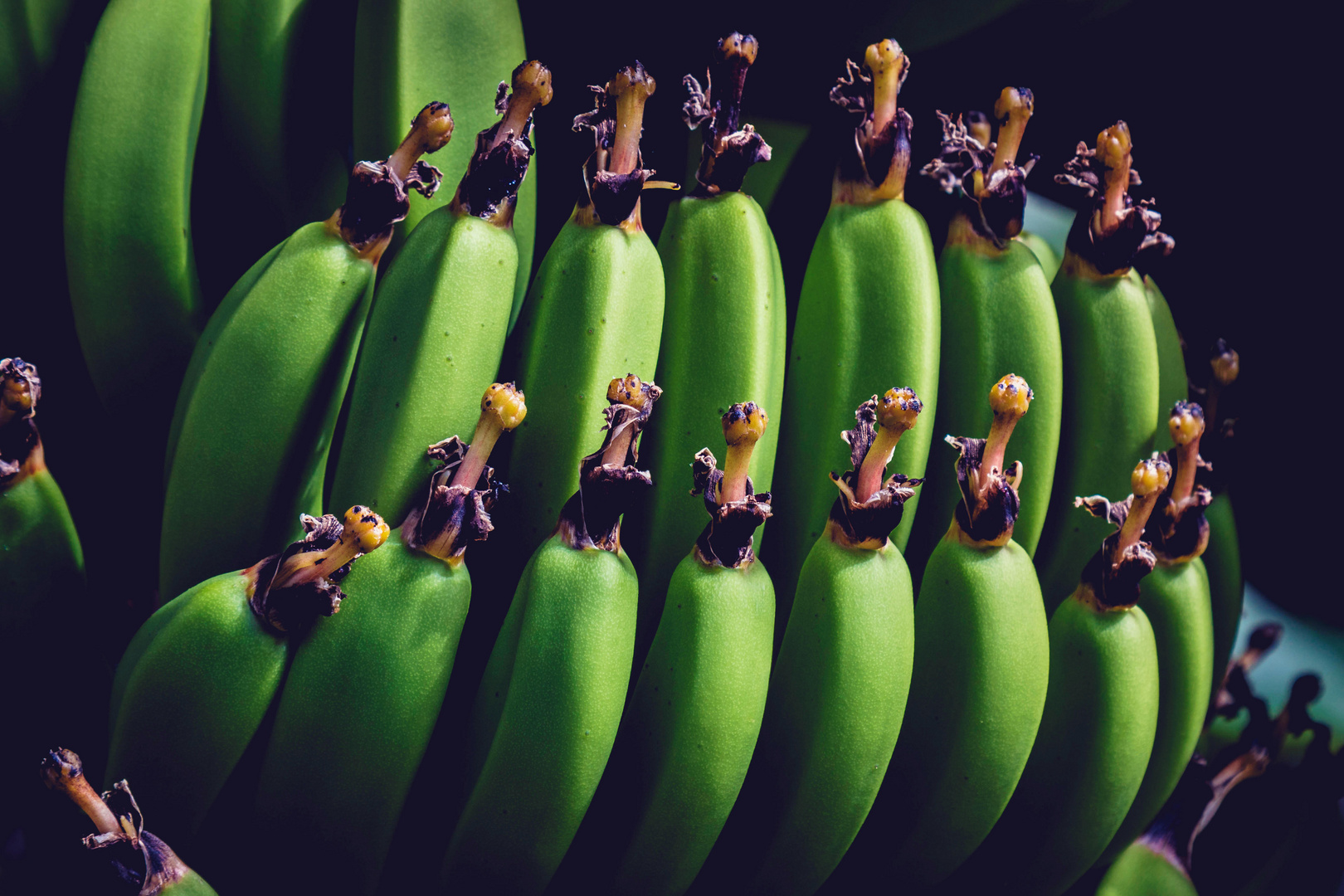 Bananenstaude Foto Bild Natur Pflanzen Pilze Flechten Baume Bilder Auf Fotocommunity