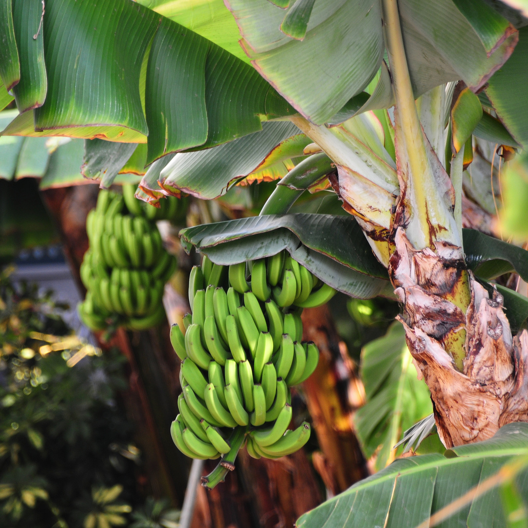 Bananenstaude Foto Bild Pflanzen Pilze Flechten Fotos Spain Bilder Auf Fotocommunity