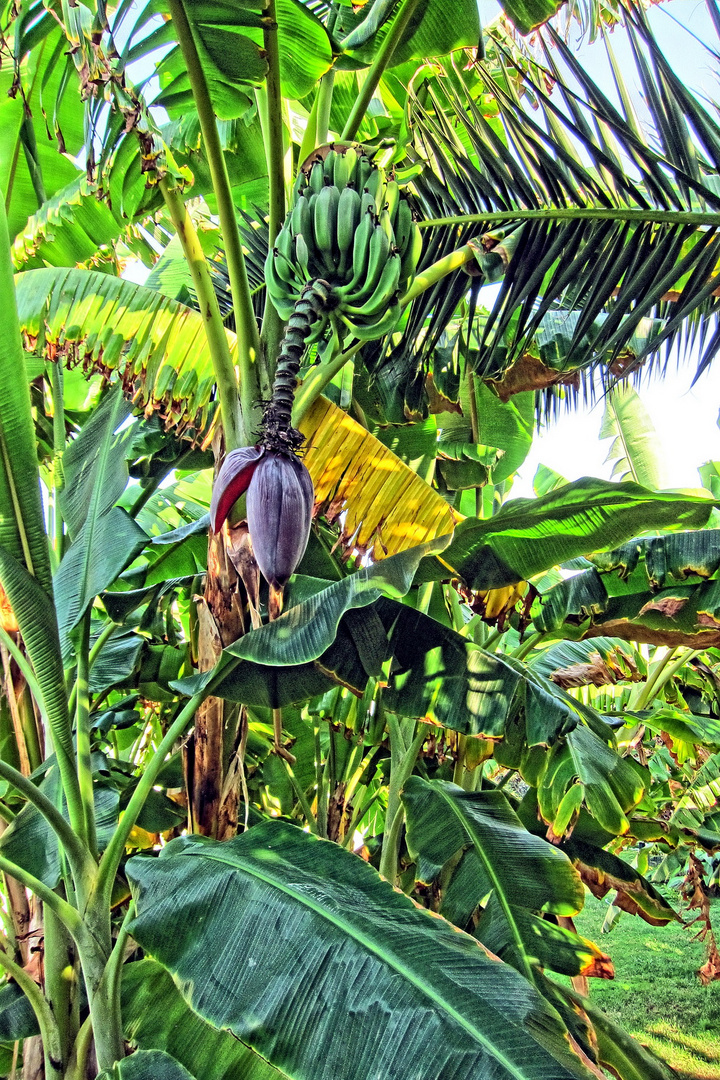 Bananenstaude auf Korfu bei Roda