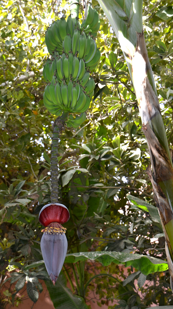 Bananenstaude Mit Blute Foto Bild Natur Bilder Auf Fotocommunity