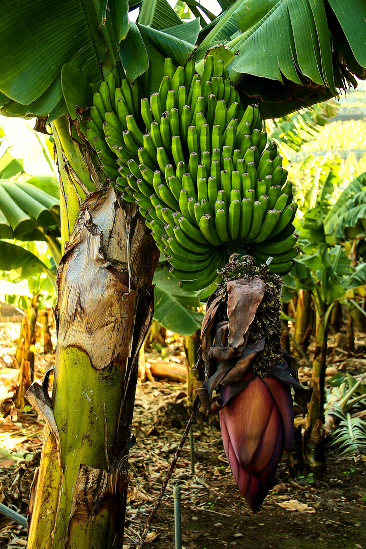 Bananenstaude mit Blüte