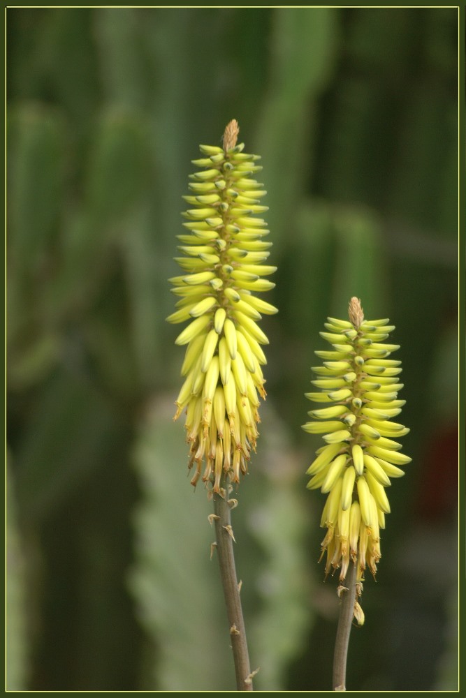 Bananenstaude oder Blüte?