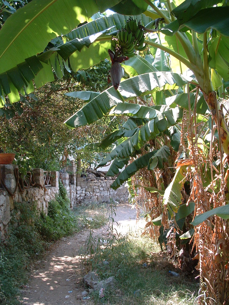 Bananenstaude - Selimiye