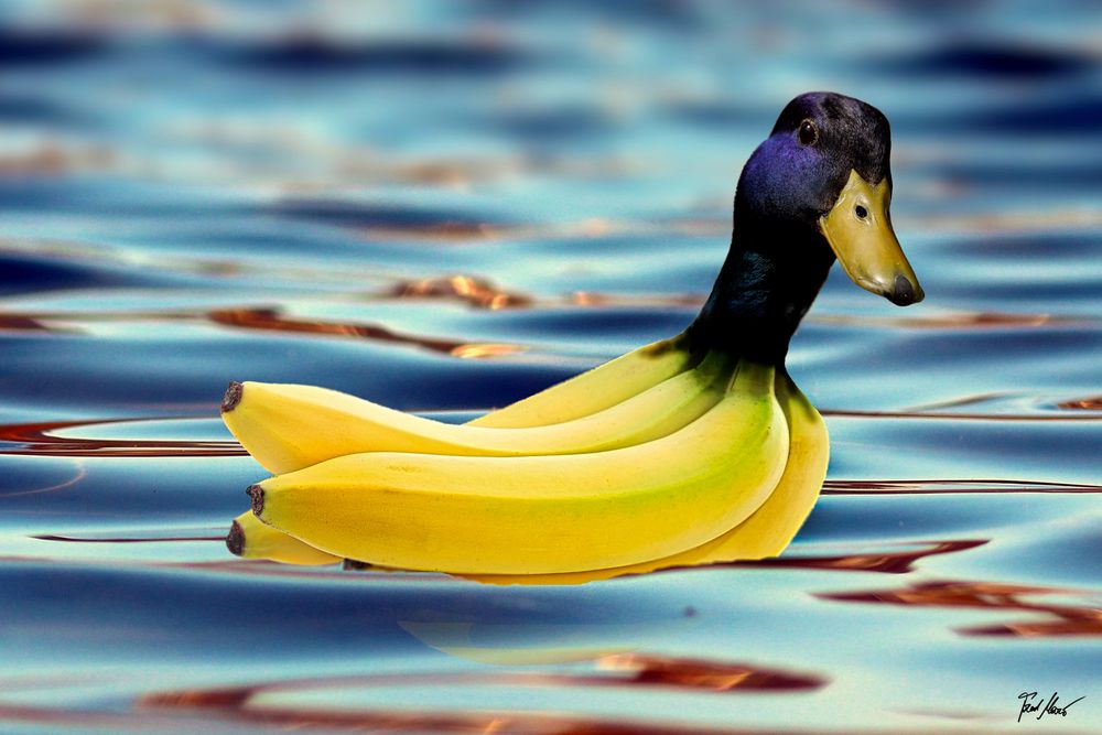 Bananente / Bananaduck