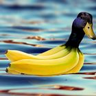 Bananente / Bananaduck
