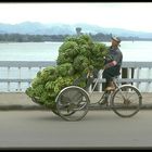 Bananentransport in Hue