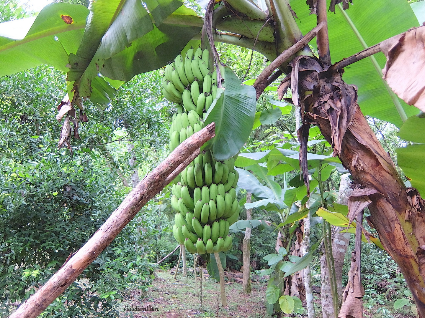 BANANEROS