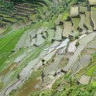 Banaue Rice Terrasses