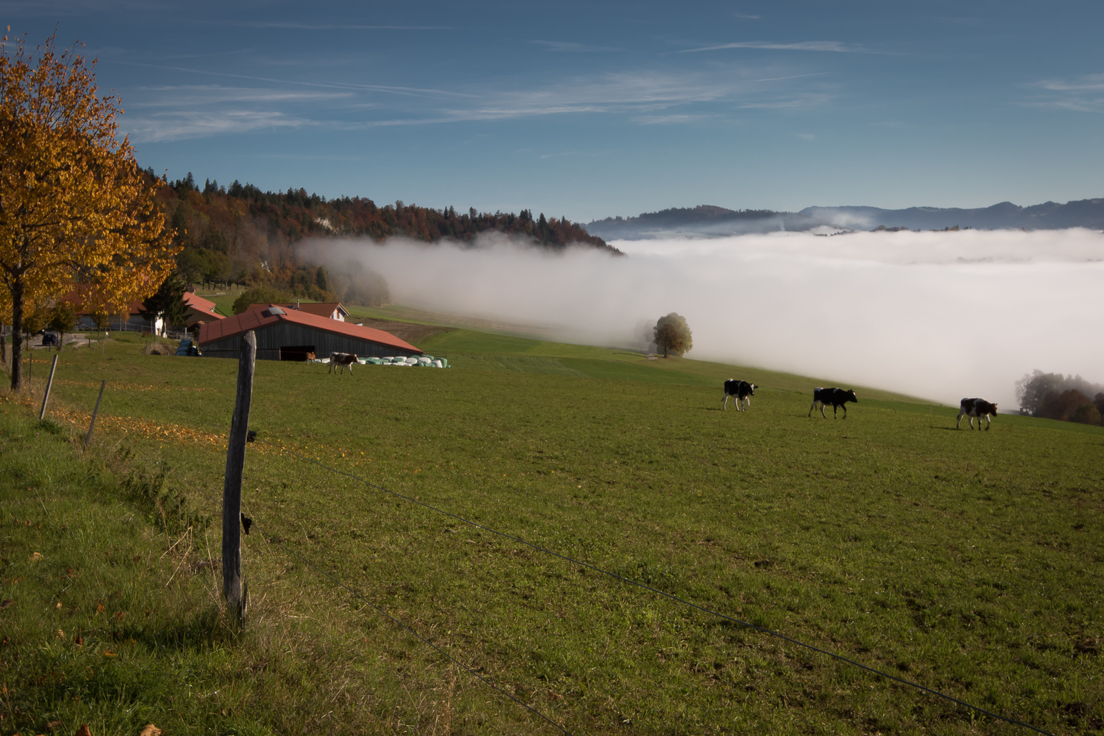 Banc de brouillard,