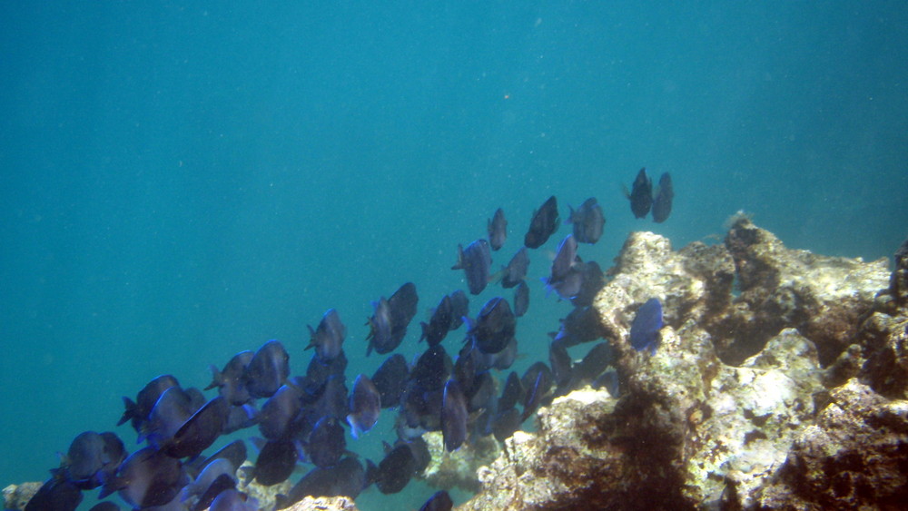 banc de chirurgiens dans les eaux de Saint Barth