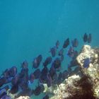 banc de chirurgiens dans les eaux de Saint Barth