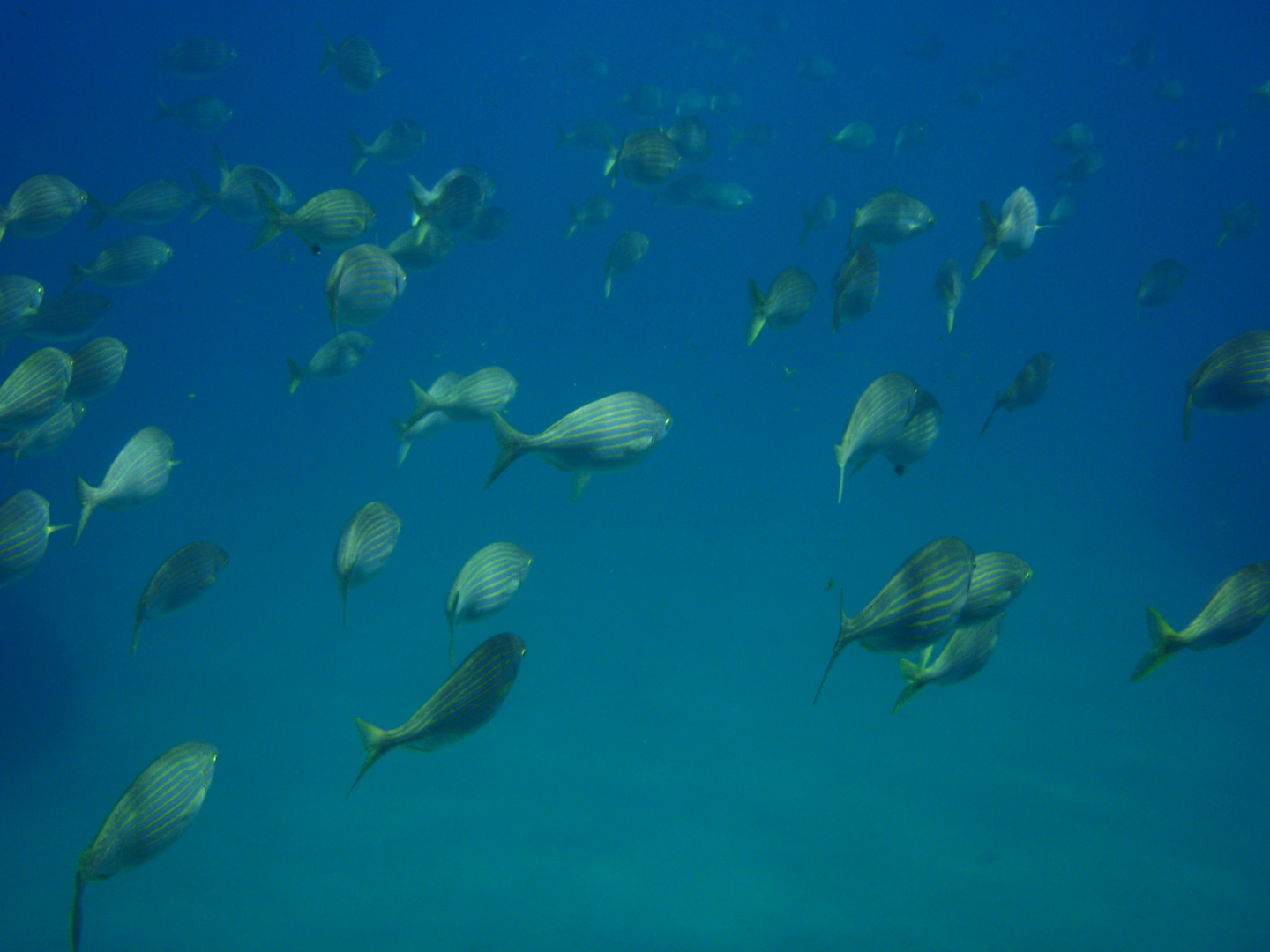 banc de poisson