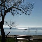 Banc solitaire, bassin d'Arcachon