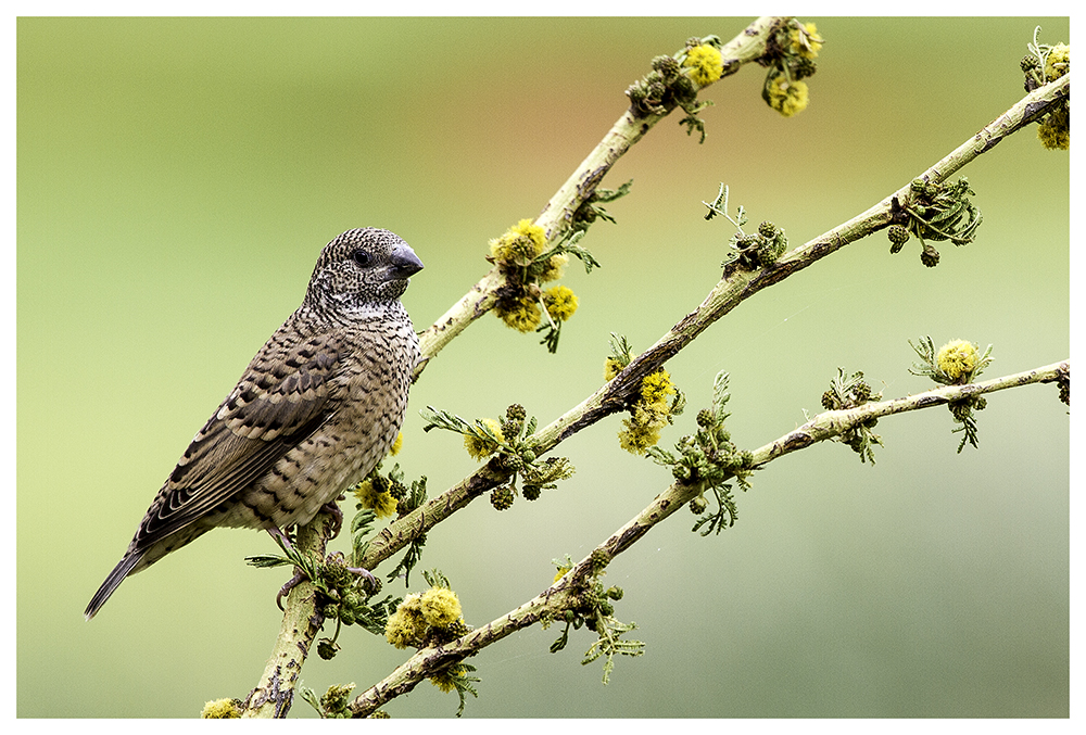 Bandamadine (Amadina fasciata)