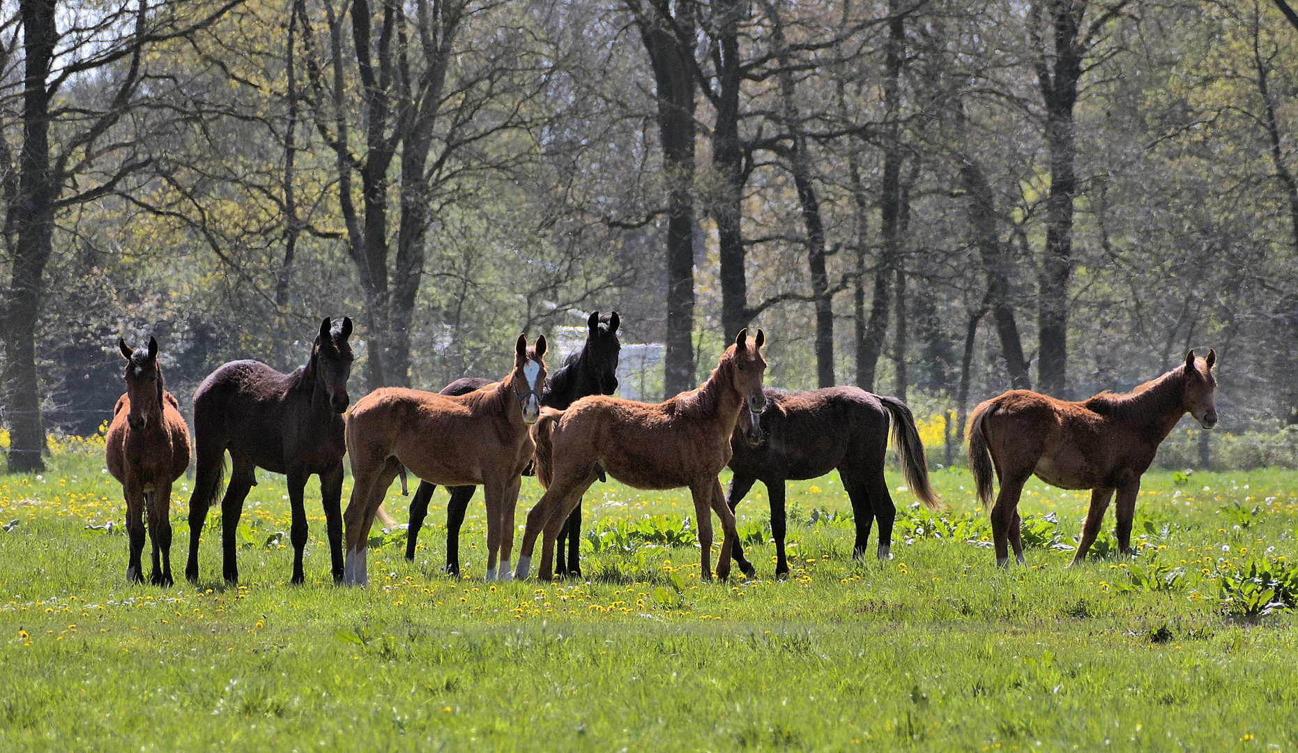 Bande Foto & Bild tiere, tierkinder, natur Bilder auf