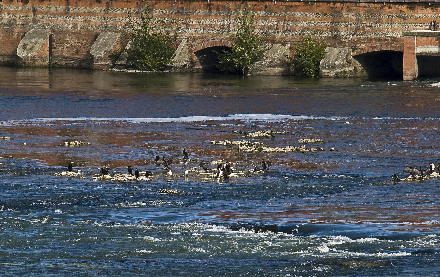 Bande de cormorans sur la Garonne à Toulouse -- Gruppe von Kormoranen auf der Garonne in Toulouse