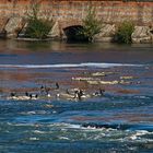 Bande de cormorans sur la Garonne à Toulouse -- Gruppe von Kormoranen auf der Garonne in Toulouse