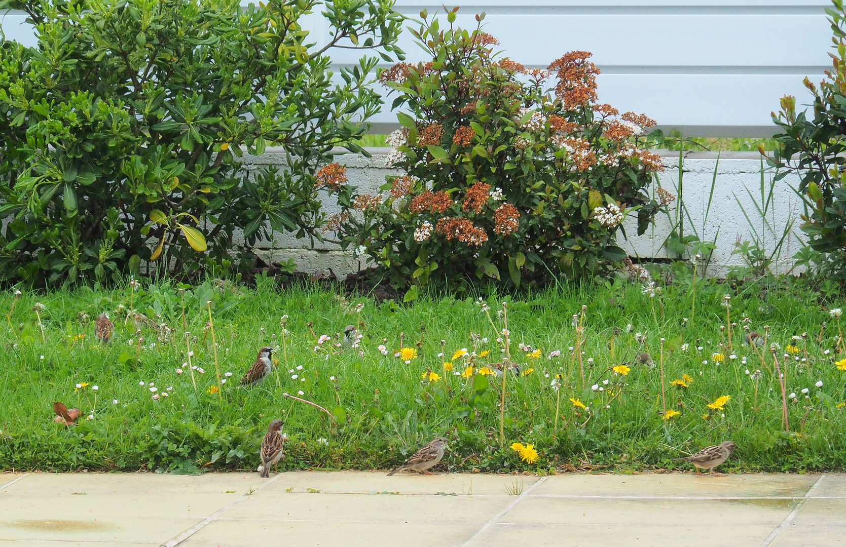 Bande de moineaux dans le jardin