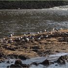 Bande de mouettes et goélands, une aigrette sur l’autre rive