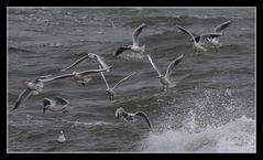 " Bande de mouettes faisant ripaille "