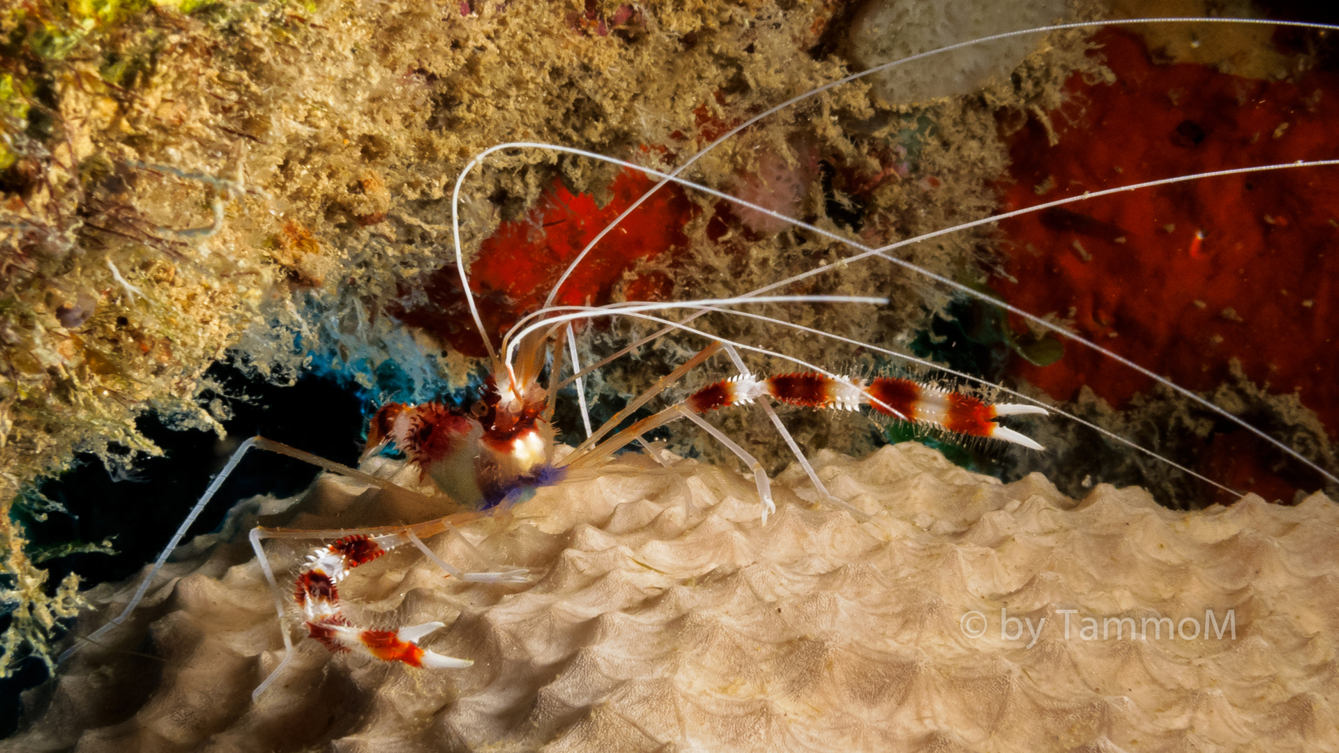 banded Coral Shrimp