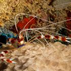 banded Coral Shrimp