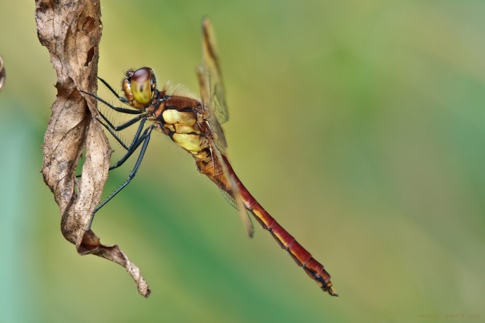 Banded Darter - Gebänderte Heidelibelle