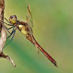 Banded Darter - Gebänderte Heidelibelle