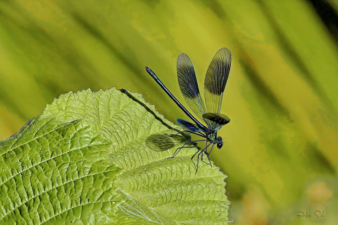 Banded Demoiselle