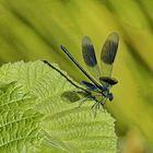 Banded Demoiselle