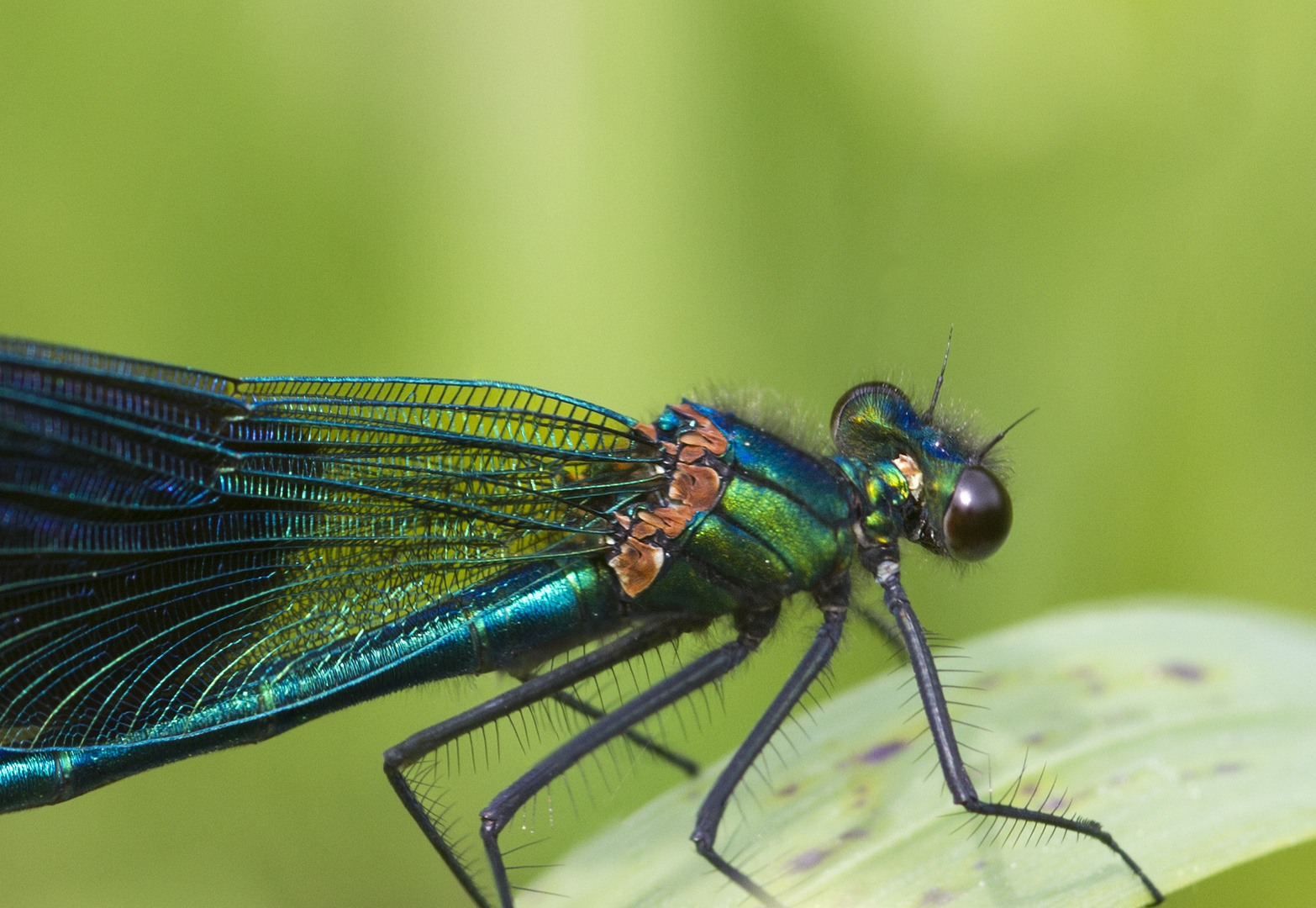 Banded demoiselle (Calopteryx splendens)