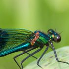 Banded demoiselle (Calopteryx splendens)