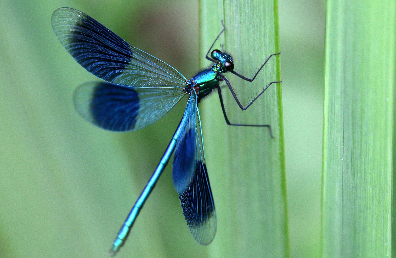 Banded Demoiselle.