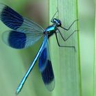 Banded Demoiselle.