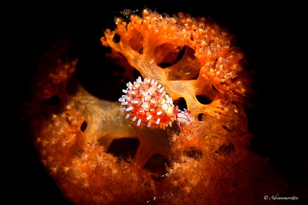 Banded egg cowrie (Margovula bimaculata)