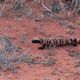 Banded Gila Monster