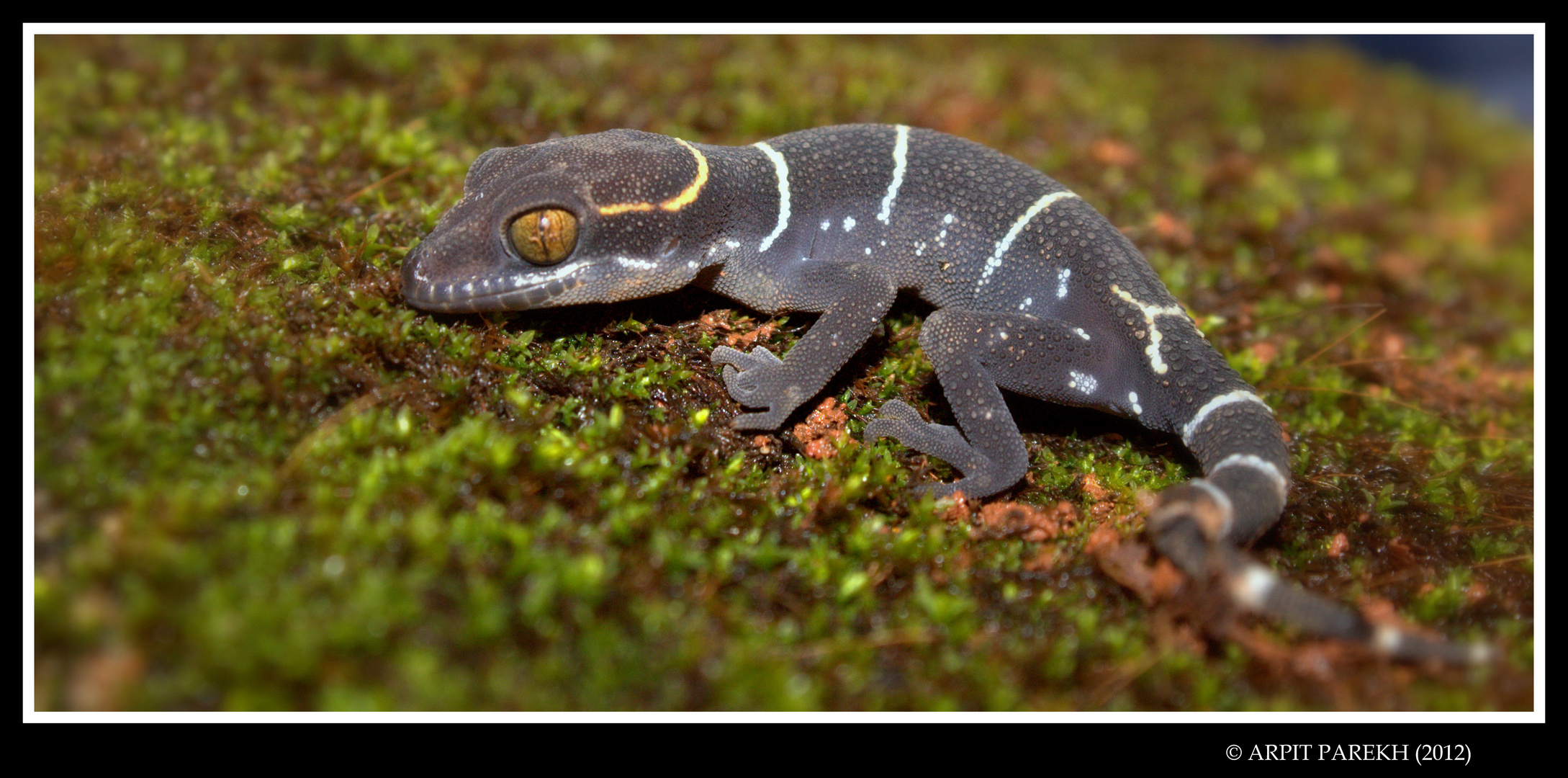 Banded Ground Gecko (Geckoella albofasciata)