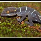 Banded Ground Gecko (Geckoella albofasciata)