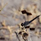 Banded groundling