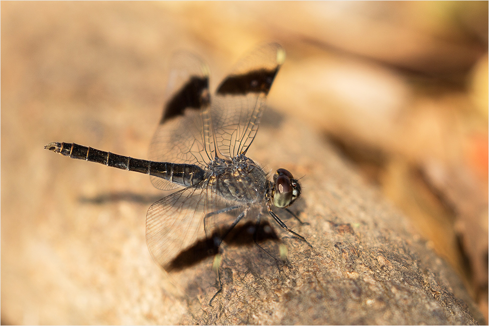 Banded Groundling (Brachythemis leucosticta) ?