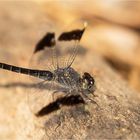 Banded Groundling (Brachythemis leucosticta) ?