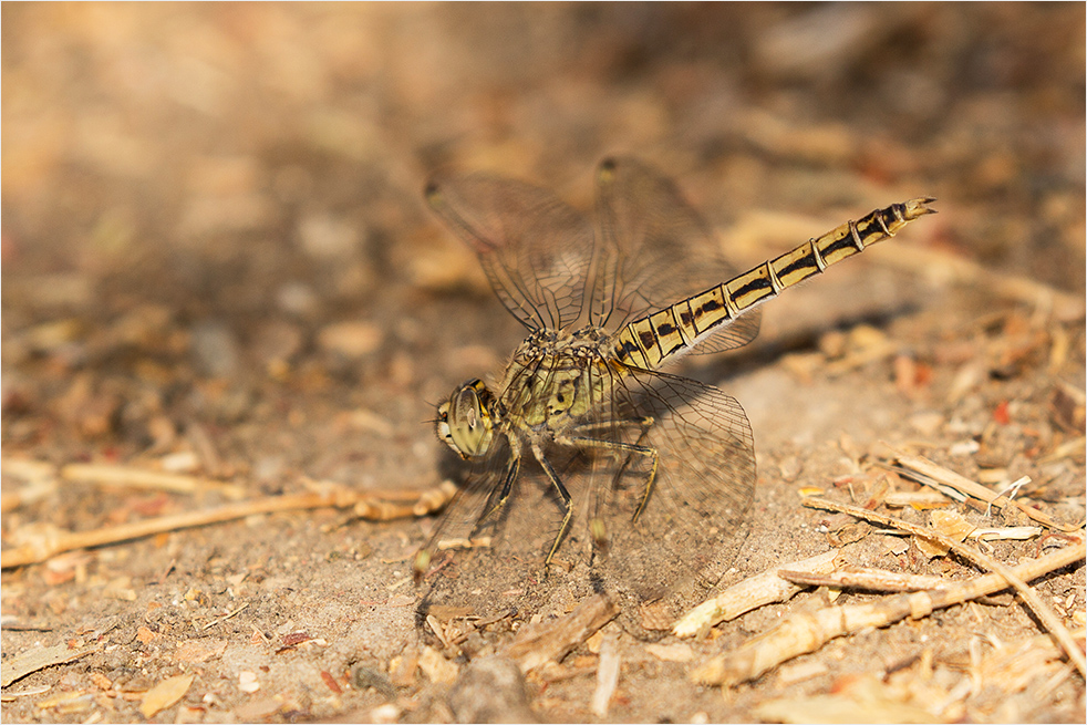 Banded Groundling, f.