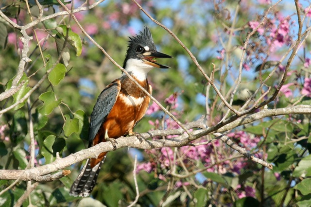 Banded Kingfisher