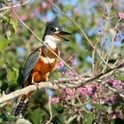 Banded Kingfisher