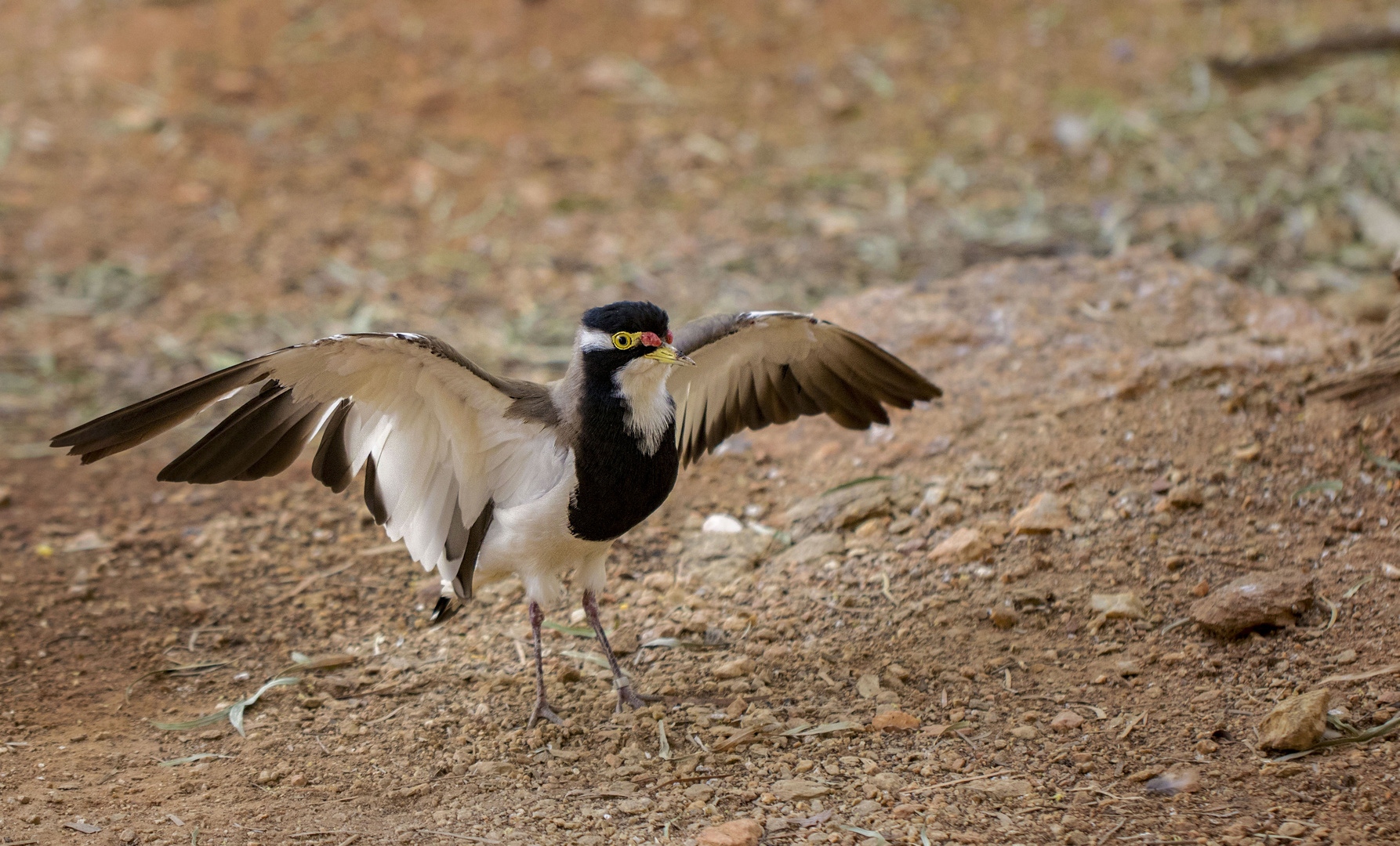 Banded Lapwing - Gebänderter Kiebitz