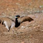 Banded Lapwing - Gebänderter Kiebitz